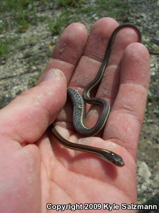 Red-striped Ribbonsnake (Thamnophis proximus rubrilineatus)