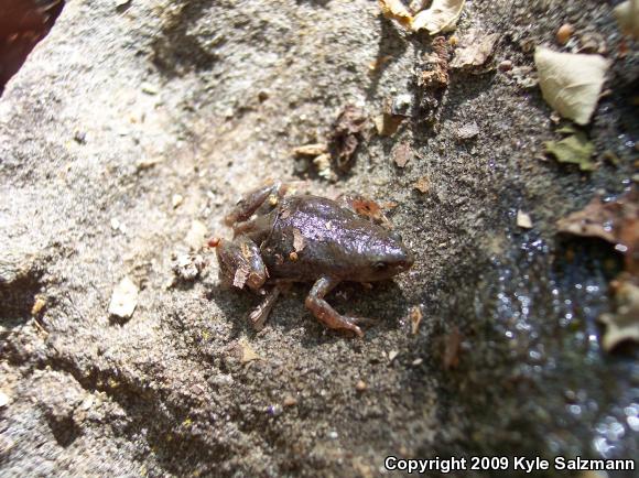 Western Narrow-mouthed Toad (Gastrophryne olivacea)