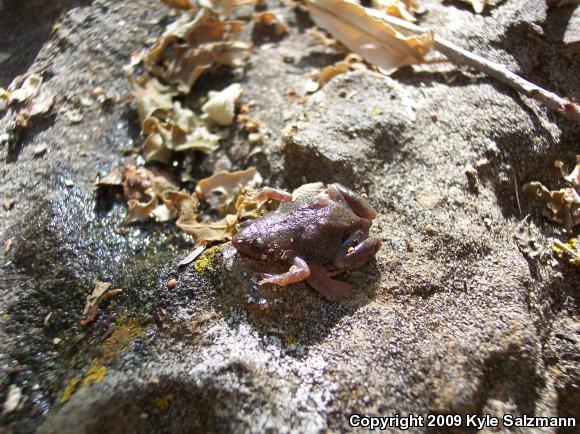 Western Narrow-mouthed Toad (Gastrophryne olivacea)