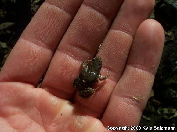 Western Narrow-mouthed Toad (Gastrophryne olivacea)