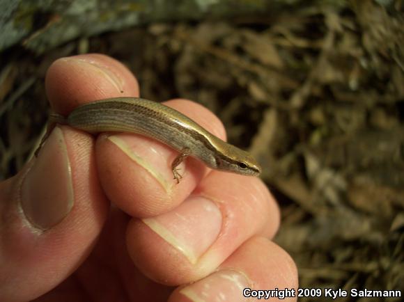 Little Brown Skink (Scincella lateralis)