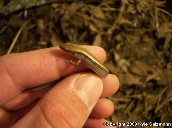 Little Brown Skink (Scincella lateralis)