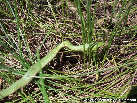 Northern Rough Greensnake (Opheodrys aestivus aestivus)