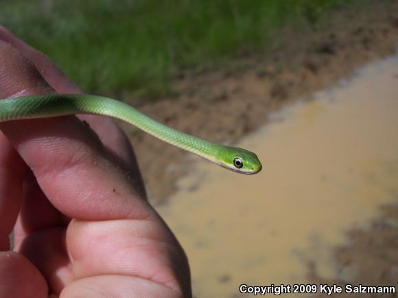 Northern Rough Greensnake (Opheodrys aestivus aestivus)