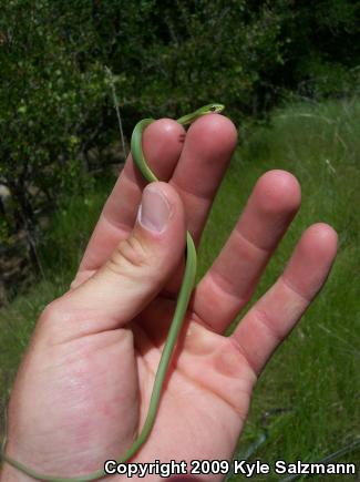 Northern Rough Greensnake (Opheodrys aestivus aestivus)