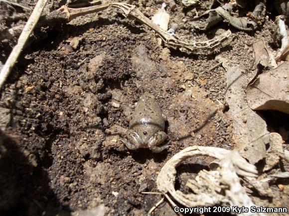 Western Narrow-mouthed Toad (Gastrophryne olivacea)