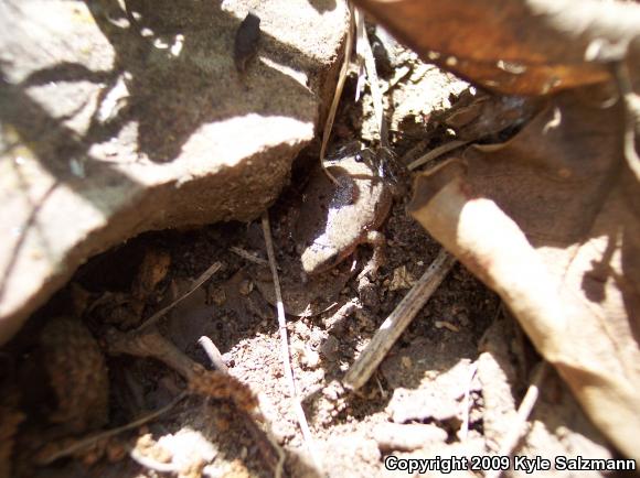 Western Narrow-mouthed Toad (Gastrophryne olivacea)