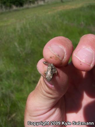 Spotted Chorus Frog (Pseudacris clarkii)