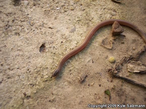 Flat-headed Snake (Tantilla gracilis)