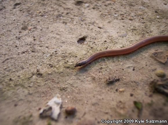 Flat-headed Snake (Tantilla gracilis)