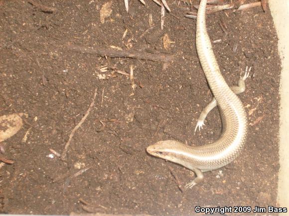 Western Redtail Skink (Plestiodon gilberti rubricaudatus)