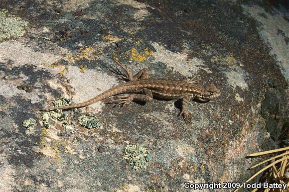 Western Sagebrush Lizard (Sceloporus graciosus gracilis)