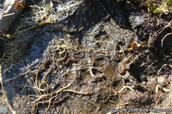 Northern Dusky Salamander (Desmognathus fuscus)