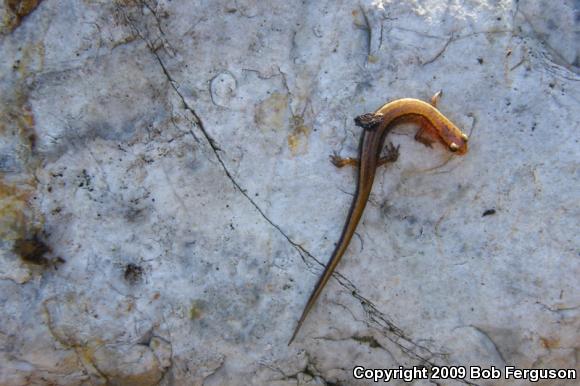 Northern Two-lined Salamander (Eurycea bislineata)