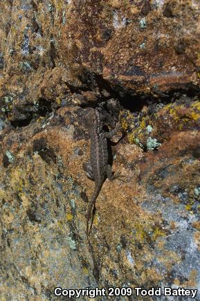 Western Sagebrush Lizard (Sceloporus graciosus gracilis)