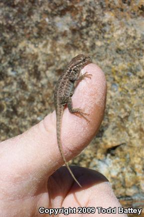 Western Sagebrush Lizard (Sceloporus graciosus gracilis)