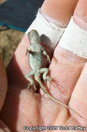 Western Sagebrush Lizard (Sceloporus graciosus gracilis)