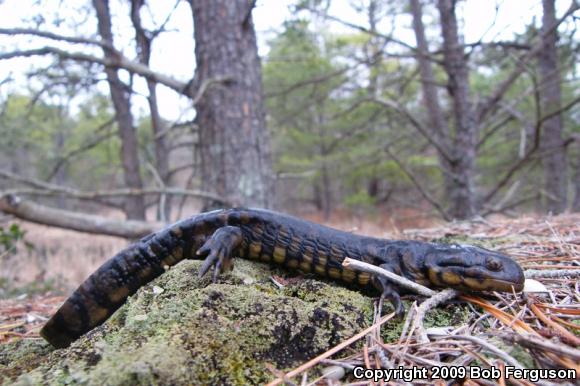 Eastern Tiger Salamander (Ambystoma tigrinum tigrinum)