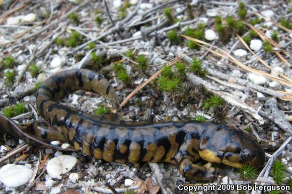 Eastern Tiger Salamander (Ambystoma tigrinum tigrinum)