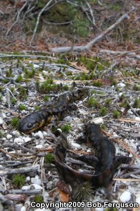 Eastern Tiger Salamander (Ambystoma tigrinum tigrinum)