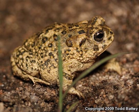 Arroyo Toad (Anaxyrus californicus)