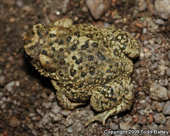 Arroyo Toad (Anaxyrus californicus)