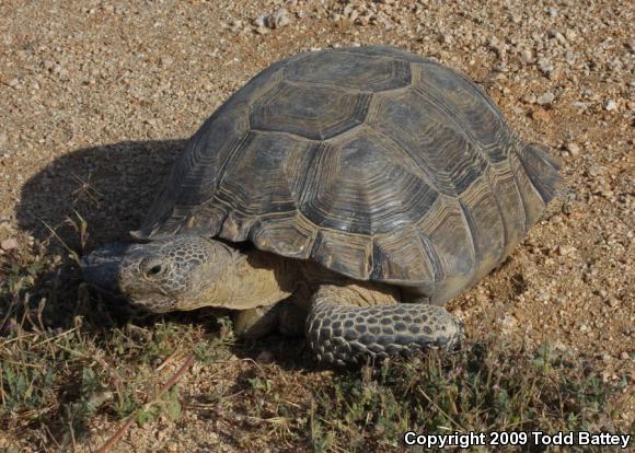 Desert Tortoise (Gopherus agassizii)