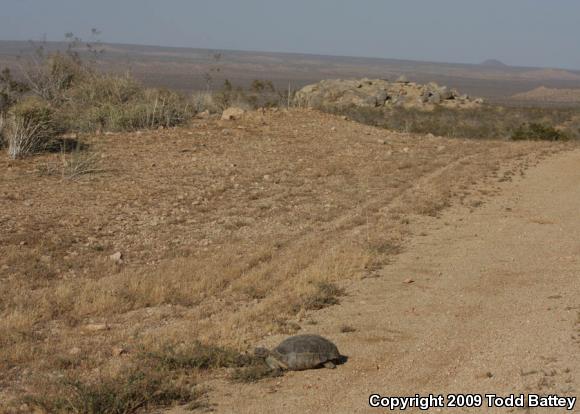 Desert Tortoise (Gopherus agassizii)