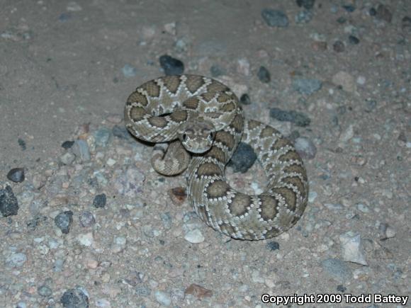 Mohave Rattlesnake (Crotalus scutulatus scutulatus)