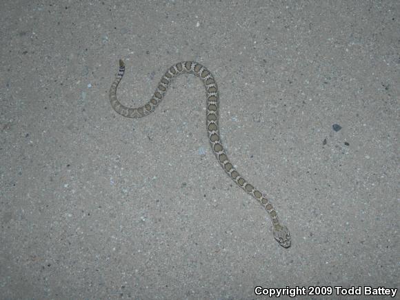 Mohave Rattlesnake (Crotalus scutulatus scutulatus)