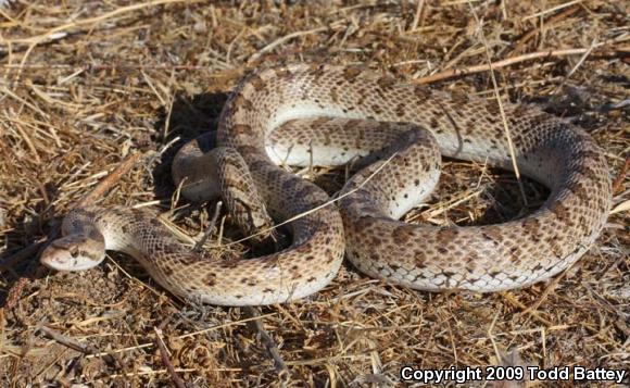 Mojave Glossy Snake (Arizona elegans candida)