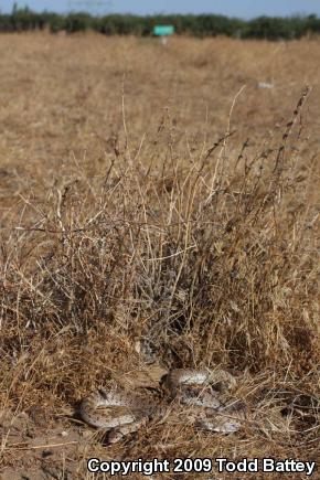 Mojave Glossy Snake (Arizona elegans candida)