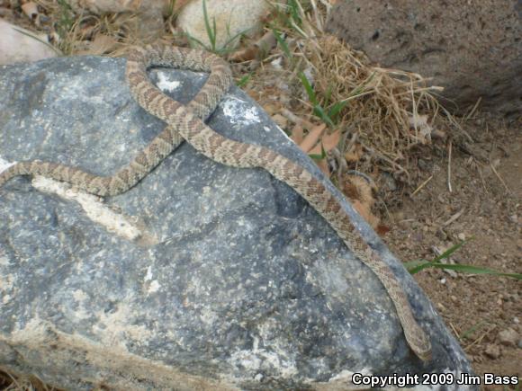 Baja California Lyresnake (Trimorphodon biscutatus lyrophanes)