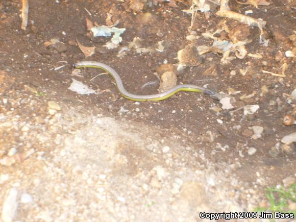 California Legless Lizard (Anniella pulchra)