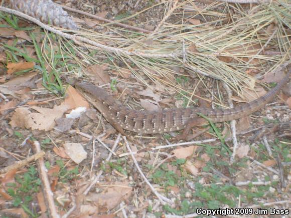 San Diego Alligator Lizard (Elgaria multicarinata webbii)