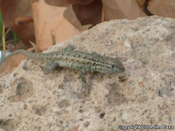 Western Side-blotched Lizard (Uta stansburiana elegans)