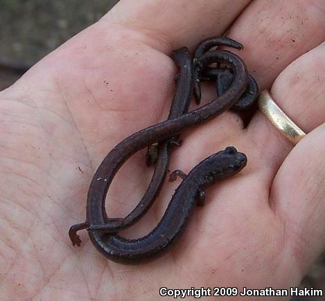 Garden Slender Salamander (Batrachoseps major major)