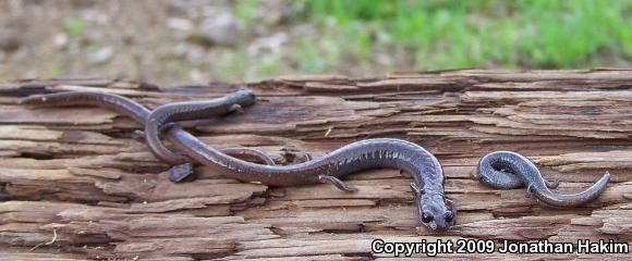 Garden Slender Salamander (Batrachoseps major major)