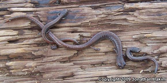 Garden Slender Salamander (Batrachoseps major major)