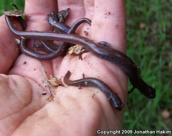 Garden Slender Salamander (Batrachoseps major major)