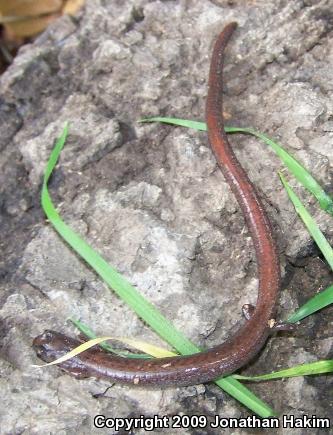 Garden Slender Salamander (Batrachoseps major major)