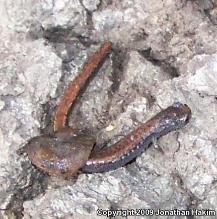 Garden Slender Salamander (Batrachoseps major major)