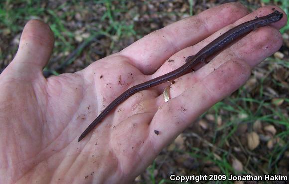 Garden Slender Salamander (Batrachoseps major major)