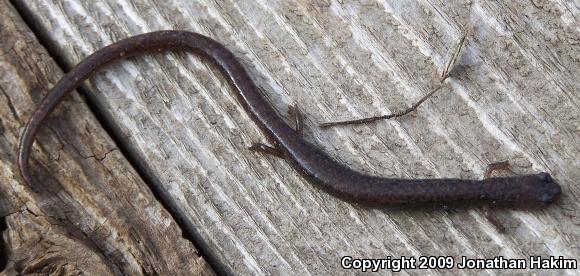 Garden Slender Salamander (Batrachoseps major major)