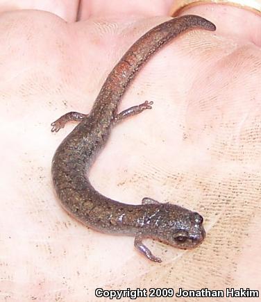 Garden Slender Salamander (Batrachoseps major major)