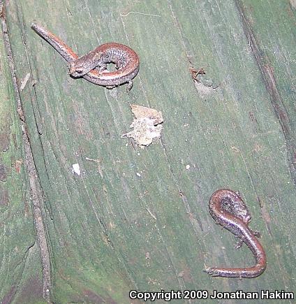 Garden Slender Salamander (Batrachoseps major major)