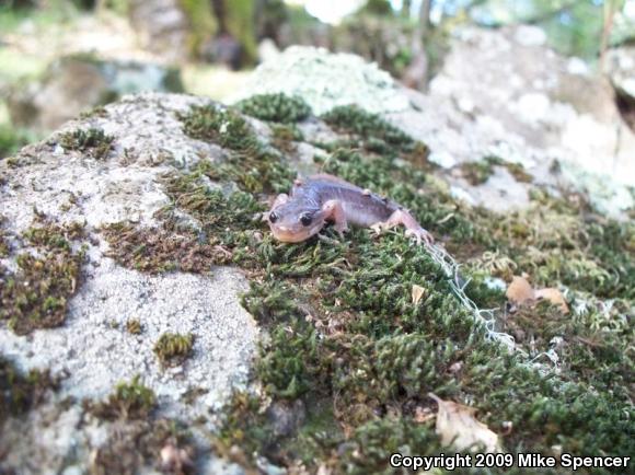 Arboreal Salamander (Aneides lugubris)