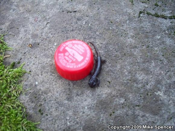 Arboreal Salamander (Aneides lugubris)