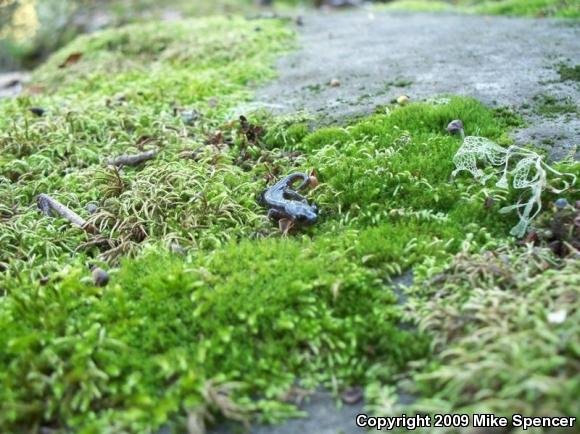 Arboreal Salamander (Aneides lugubris)