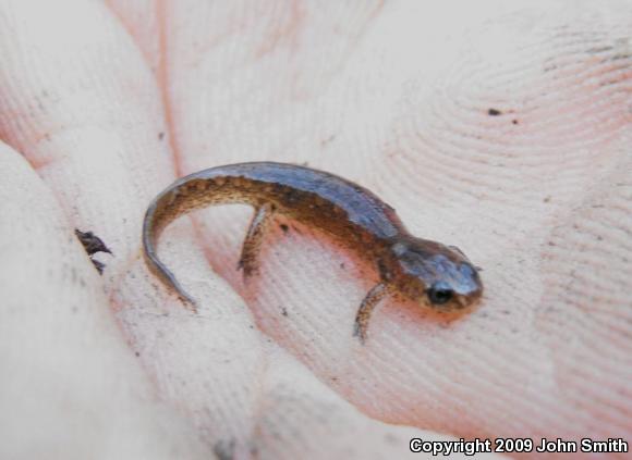 Northern Dusky Salamander (Desmognathus fuscus)